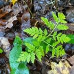 Botrychium virginianum Leaf