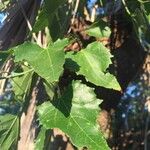 Croton megalobotrys Leaf