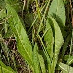 Knautia lebrunii Habitus