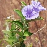Bonamia spectabilis Sonstige