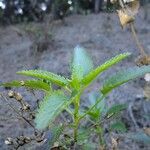 Scrophularia arguta