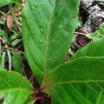 Ficus sur Hoja