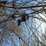 Salix viminalis Fruit