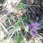 Geranium tuberosum autre