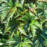 Begonia aconitifolia ᱛᱟᱦᱮᱸ