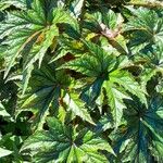 Begonia aconitifolia عادت داشتن