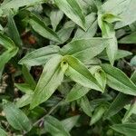 Commelina communis Liść