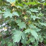 Acer glabrum पत्ता