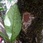 Cunonia balansae Hoja