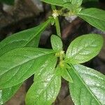 Alternanthera paronychoides Blad