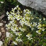 Saxifraga squarrosa Floare