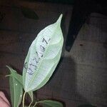 Alchorneopsis floribunda Blatt