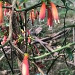 Halleria lucida Blomma