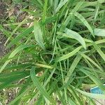 Hesperantha coccinea Leaf