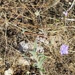 Lomelosia argentea Прочее