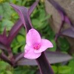 Tradescantia pallida Květ