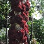 Theobroma speciosum Цветок