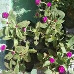 Gomphrena globosaFlower