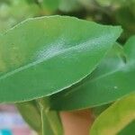 Citrus sinensis Blad