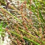 Rumex acetosella 整株植物