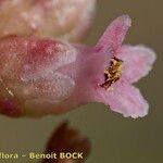 Cuscuta monogyna Квітка