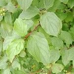 Cornus sanguinea Fuelha