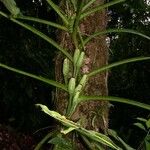 Syngonium macrophyllum Otro