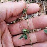 Trifolium scabrum Květ