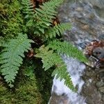 Polystichum setiferum Leaf