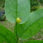 Phyllanthus baraouaensis