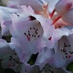 Rhododendron praevernum Blüte