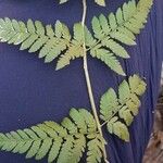 Dryopteris carthusiana برگ