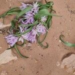 Colchicum ritchii Flower