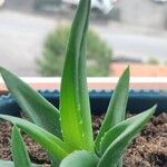 Aloe spp. Leaf