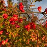 Euonymus latifoliusЦветок