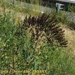 Isatis tinctoria Plante entière