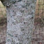 Acer cissifolium Casca