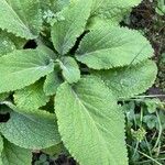 Salvia sclarea Blatt