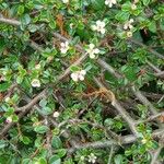 Cotoneaster microphyllusFlor