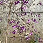 Callicarpa japonica Fruit