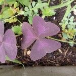 Oxalis triangularis 葉