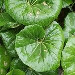 Farfugium japonicum Folha