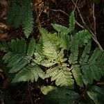 Triplophyllum pilosissimum Deilen