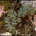 Dicentra uniflora Habitat