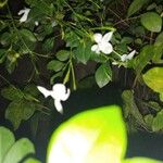 Jasminum grandiflorum Flor