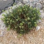 Crithmum maritimum Habitus