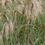 Miscanthus nepalensis Blomst