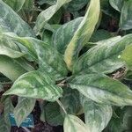 Aglaonema pictum Feuille