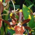 Oncidium crocidipterum Flor
