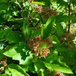 Physocarpus opulifolius Агульны выгляд